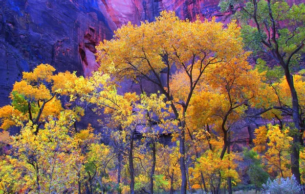 Картинка осень, деревья, скала, гора, Юта, США, Zion National Park