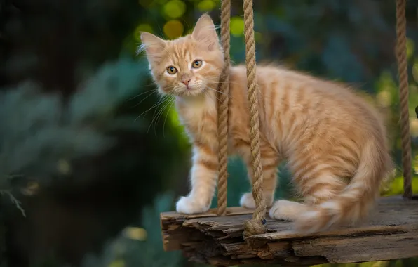 Картинка взгляд, рыжий, котёнок, Юрий Коротун