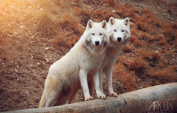 Картинка nature, predator, animal, wolf, wildlife, portrait, portrait., Canis lupus. face