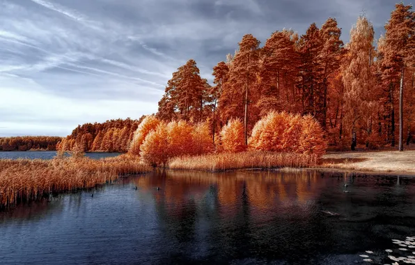 Осень, лес, небо, облака, деревья, озеро, отражение, берег
