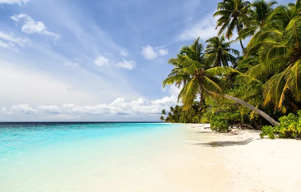 Картинка море, пляж, природа, тропики, пальмы, берег, голубое небо