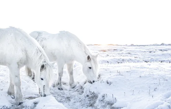 Картинка зима, поле, кони