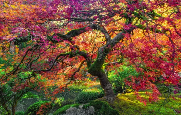Осень, дерево, гигант, клен