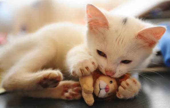 Кошка, белый, поза, котенок, игрушка, игра, лапки, малыш