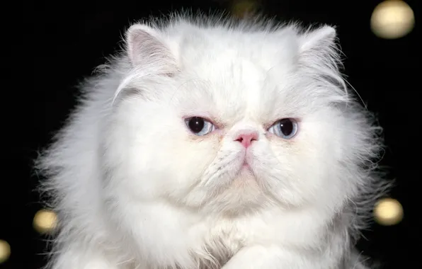 Кошка, глаза, взгляд, фон, размытость, белая, пушистая, персидская