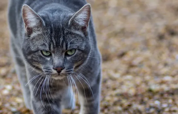 Картинка кот, взгляд, серый, суровый, матёрый