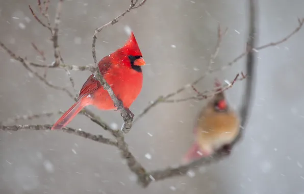 Зима, снег, птицы, ветки, природа, пара, кардинал