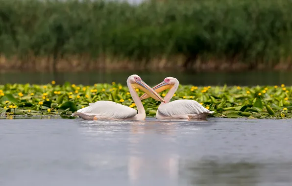 Лето, вода, цветы, птицы, природа, поза, пруд, берег