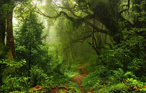 Картинка природа, красота, тропинка, nature, beauty, path, зеленая листва, лесная чаща