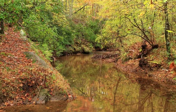 Осень, лес, деревья, парк, США, речка, Paulding County