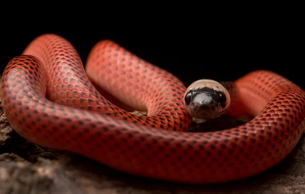 Змея, Drepanoides anomalus, Black-collared Snake