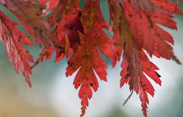 Осень, листья, макро, природа, дерево
