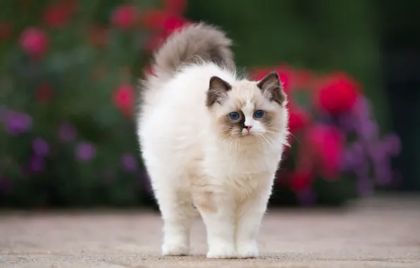Кошка, цветы, котенок, фон, пушистый, сад, пятна, мордашка