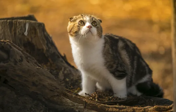 Картинка кошка, взгляд, природа, пенек, шотландская вислоухая
