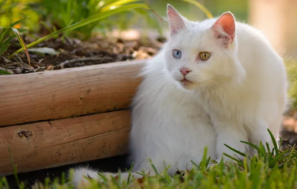 Кошка, кот, белая, разные глаза