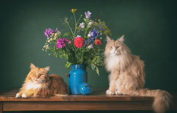 Кошка, кот, кошки, цветы, коты, пара