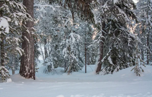 Зима, лес, снег, деревья, природа, мороз, forest, Nature