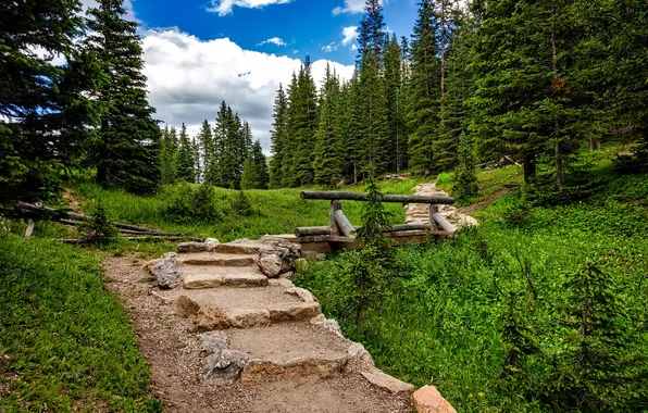 Картинка лес, небо, облака, деревья, пейзаж, природа, растения, forest