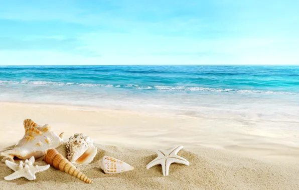Картинка песок, море, пляж, ракушки, beach, sand, seashells
