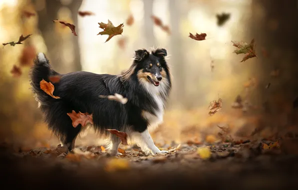Осень, листья, настроение, собака, боке, Шелти, Шетландская овчарка