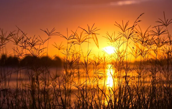 Картинка солнце, закат, река, высокая трава