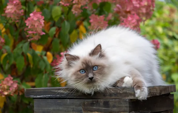 Кошка, кот, взгляд, цветы, поза, доски, сад, лежит