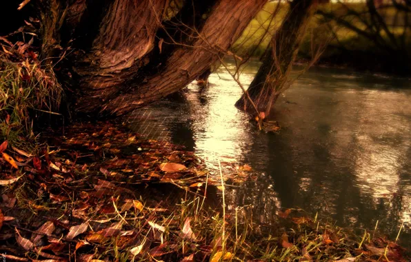 Картинка осень, вода, полоски, природа, озеро, полосы, река, желтые опавшие листья