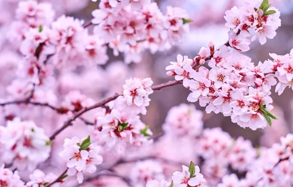 Картинка деревья, цветы, ветки, природа, весна, сад, розовые