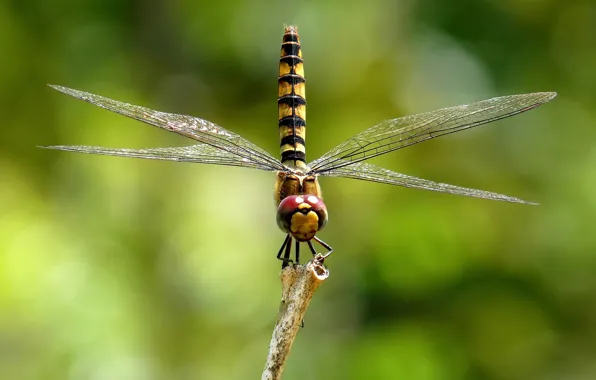 Стрекоза, насекомое, размытый фон, dragonfly, insect, blurred background