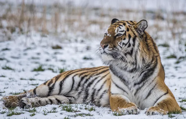 Картинка снег, тигр, сила, хищник