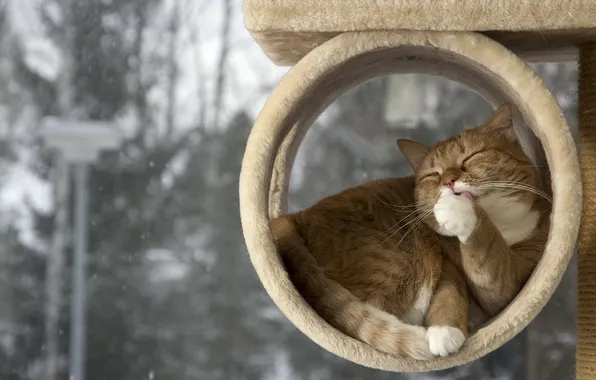 Кошка, дом, фон
