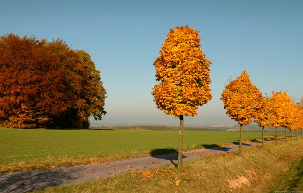 Осень, trees, yellow