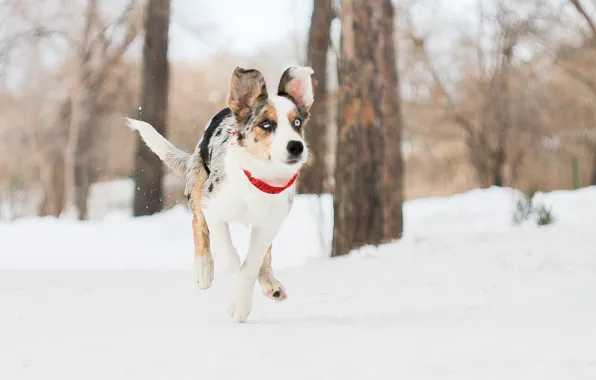 Лес, снег, собака, бег, щенок, прогулка, бордер колли, border collie
