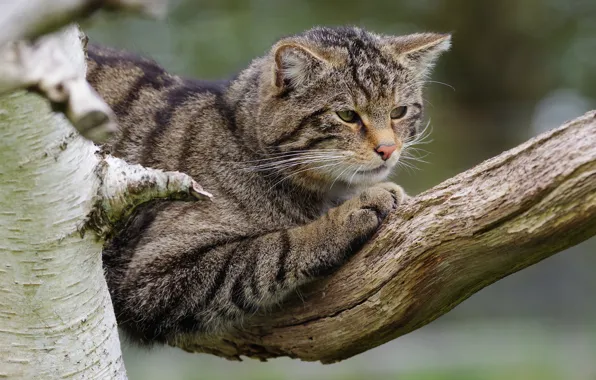Кошка, кот, поза, серый, ветка, полосатый, дикий, лесной