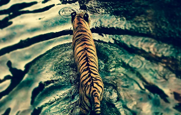 Картинка вода, тигр, хищник, Disney's Animal Kingdom