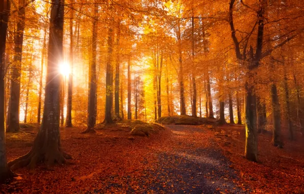 Картинка дорога, осень, лес, листья, солнце, свет, деревья