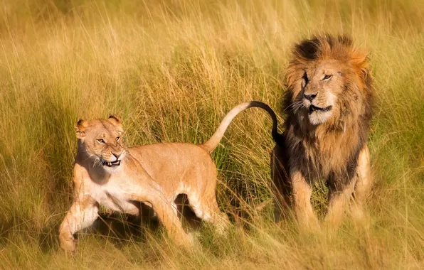 Природа, Африка, львы