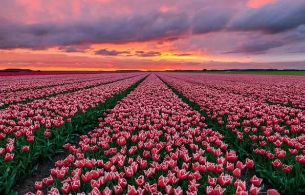 Картинка поле, закат, тюльпаны, Голландия