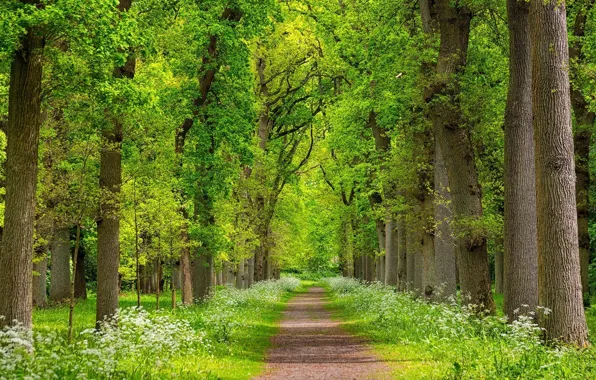 Зелень, деревья, пейзаж, природа, красота, весна, жорога