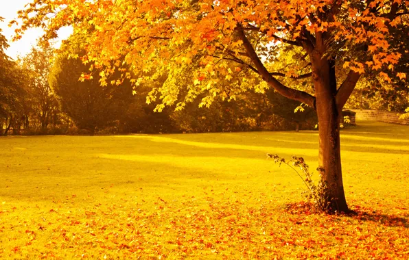 Картинка осень, деревья, парк, листва, Природа