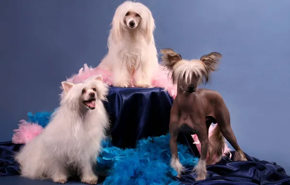 Картинка фон, собака, Китайская хохлатая собака