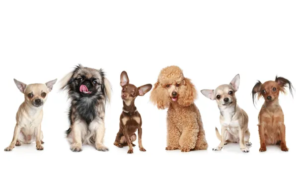 Картинка собаки, пудель, той-терьер, пекинесс, пинчер, чихуа-хуа