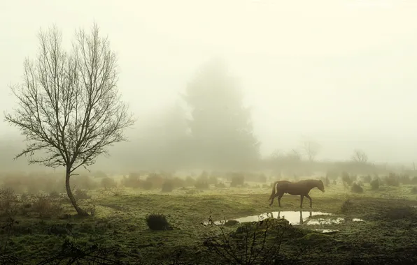 Картинка деревья, туман, конь, утро, лужа