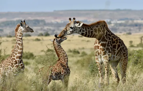 Жирафы, семейка, детёныши