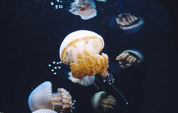 Картинка вода, аквариум, медуза, много