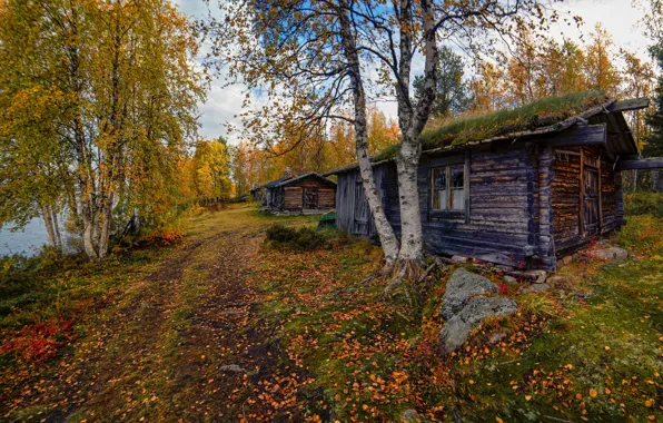 Дорога, осень, лес, деревья, дом, берег, листва, деревня