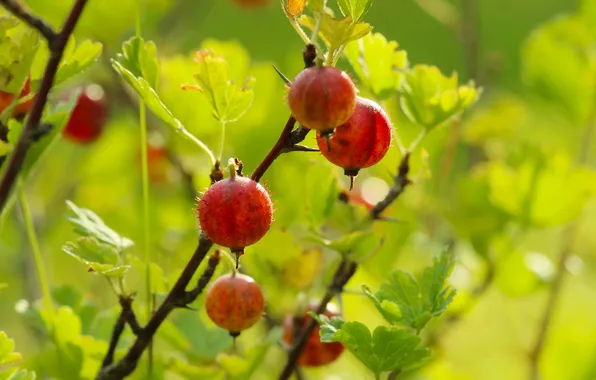 Fruit, twig, gooseberry