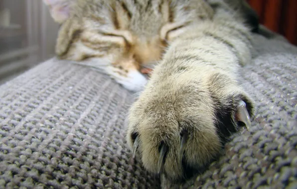Картинка кошка, кот, макро, лапа, шерсть, спит, когти, коготь