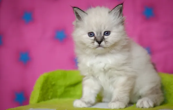 Белый, взгляд, поза, котенок, малыш, мордочка, милый, котёнок