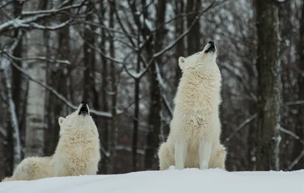 Картинка зима, лес, снег, волки, белые, два, полярные